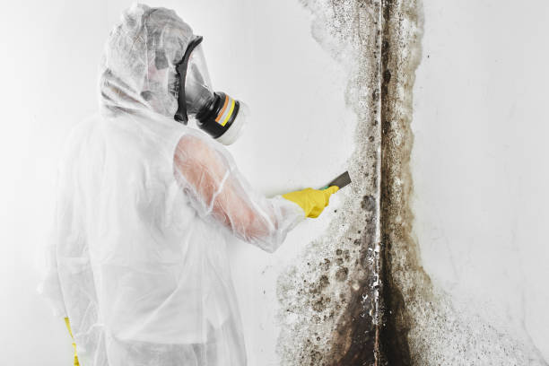 Best Water Damage & Mold Remediation  in Shrewsbury, PA